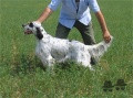 Setter Anglais ASSYA DELLA BASSANA Setter Anglais ASSYA DELLA BASSANA